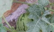 北京朝阳吃瓜 吃瓜网官网,探寻吃瓜网官网，解锁美食新天地